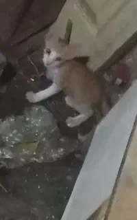 بچه گربه