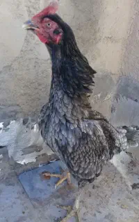 لاری طوس
