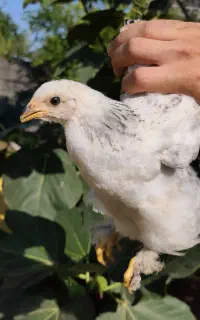 جوجه دو ماهه امپراطور