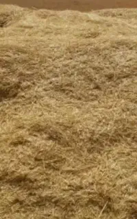 کاه گندم دیم
