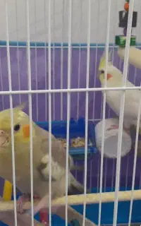 دو عدد طوطی عروس نر‌ و ماده همراه با قفس و لوازم