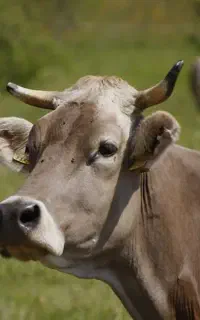 کارگر جهت کار در گاوداری