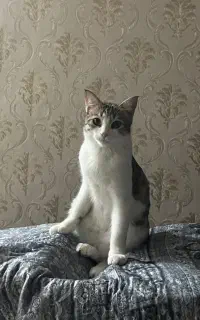 گربه گمشده شهرصنعتی