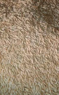 جو دیم سرارود