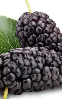 تعدادی نهال شاه توت و انجیر