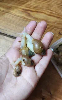 حلزون .دوست بچه ها