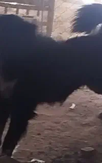 واگذاری سگ نر قدرجونی گله ای نگهبان