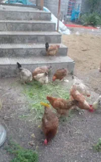 مرغ تخمگذار وخروس ونیمچه