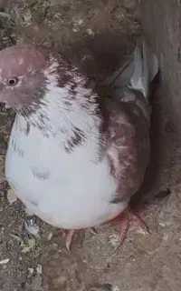 گمشده