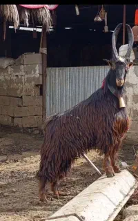 ماست بز