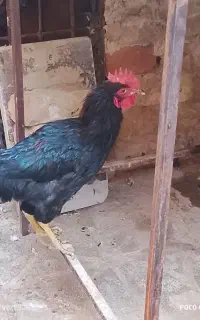 خروس محلی