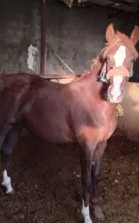 اسب مادیان جوان