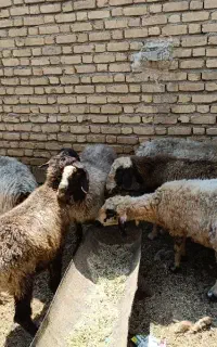 فروش ۸ میش داشتی
