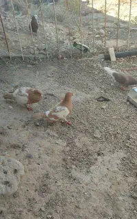 کبوتر  ملیمنز