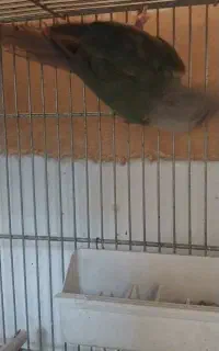 گرینچیک ماده