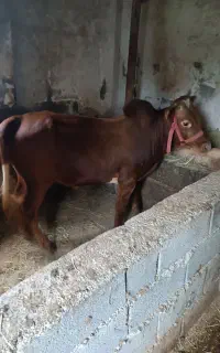 گوساله نر