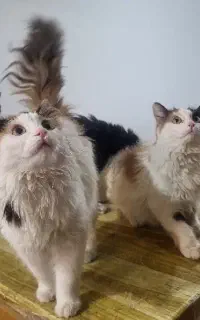 واگذاری گربه به شرط تعهد عقیم سازی