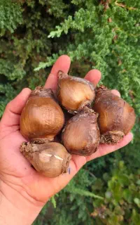 پیاز گل نرگس