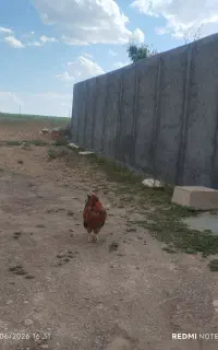مرغ محلی دیواندره