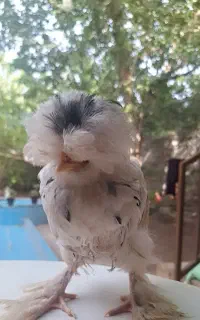 سه عدد جوجه مرغ نژاد کاکولی ،پرپا