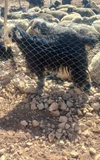 بز معاوضه با میش
