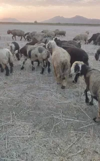 شیشک قوچ ترکی ناز