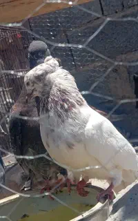 گم شده