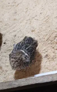 2عدد نر