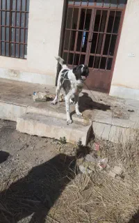 سگ سرابی