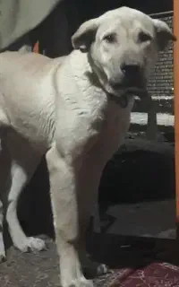 توله سگ پژدر