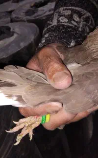 کفتر