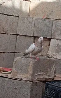 کبوتر