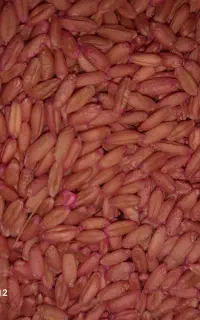 گندم بذری