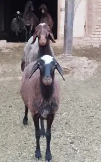 گوسفند زنده موجود است