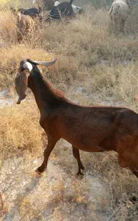 فروش چهارعدد بز