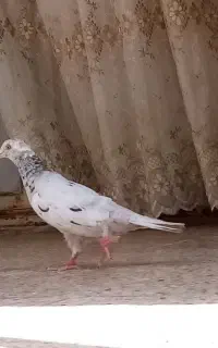 ماده سار