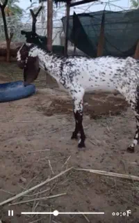 بز غاله پنجابی تا دو سه ماهه