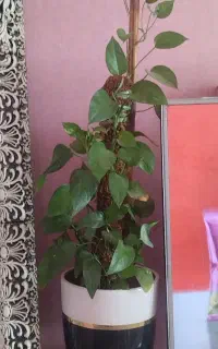 گل پتوس با گلدون