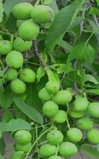 نهال های خوشه ای گردو های مقاوم به سرما گلدانی