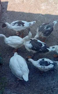 ۴ عدد بچه غاز  سالم