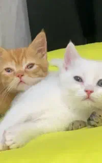 بریتیش گلد سفید مشکی نارنجی
