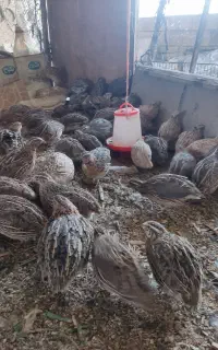 حدو100بلدرچین نر و تخم گذار   در زرین شهر