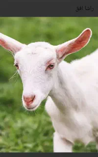 بز سانن