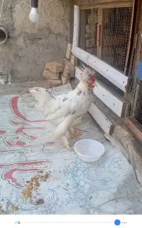 فروش دو عدد خروس