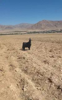 دوبر
