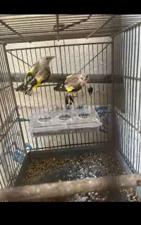 تعدادی جوجه سهره دونه ۲تومن