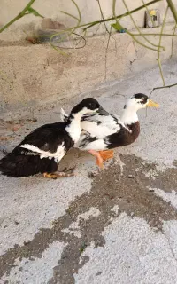 اردک
