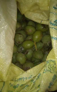 گردو