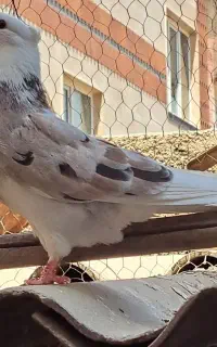 کبوتر جوجه هما