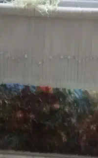 بافنده فرش کد بافی